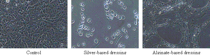 Epithelial Cell Cultures with Extracts of Wound Dressings