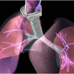 Respiratory Laboratory