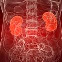 kidneys