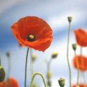 Poppies
