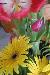 Bottle-brush
