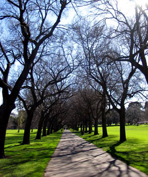 trees-in-park