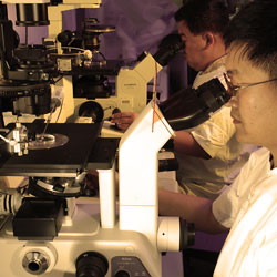 Students using microscopes as part of research projects carried out in the department.