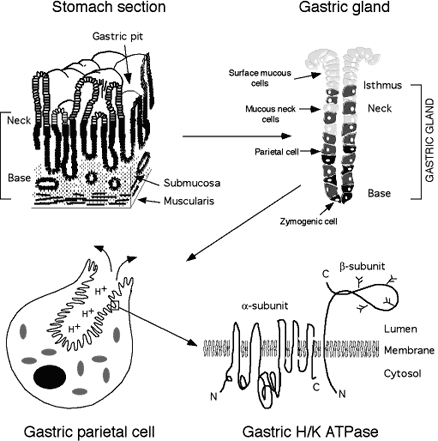 Figure 1. Schematic diagram showing the organization of the gastric mucosa, gastric gland, gastric parietal cell and the gastric H/K ATPase