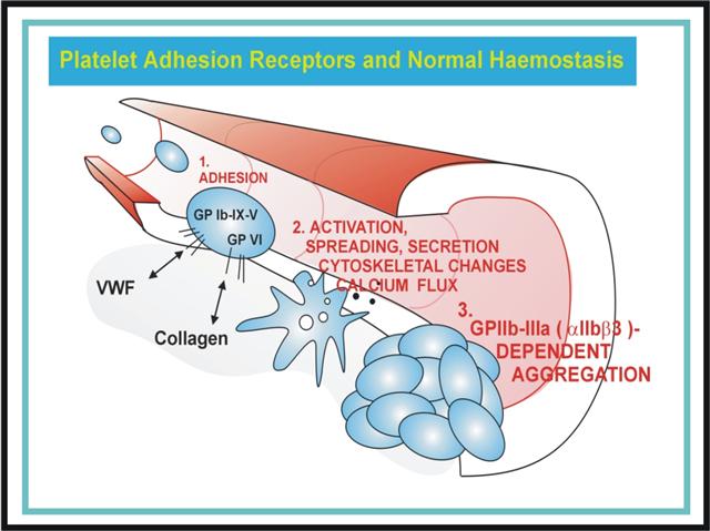 Platelets activate and adhere to the blood vessel wall