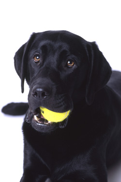 Photo of Guido the black dog