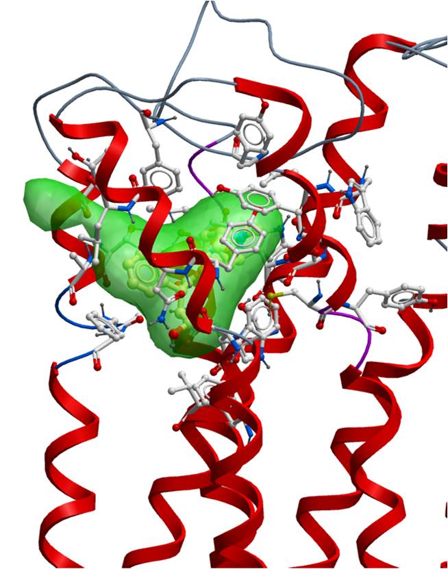 Molecular models of drug binding pockets identified by the Monash Drug Discovery Biology Laboratory using the Monash Faculty of Medicine high performance computing cluster.