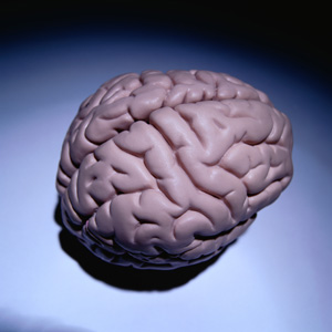 The Human Brain