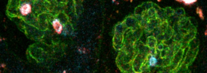 Micro imaging