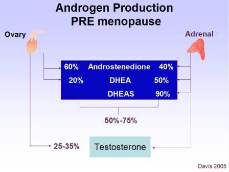 Women's testosterone levels